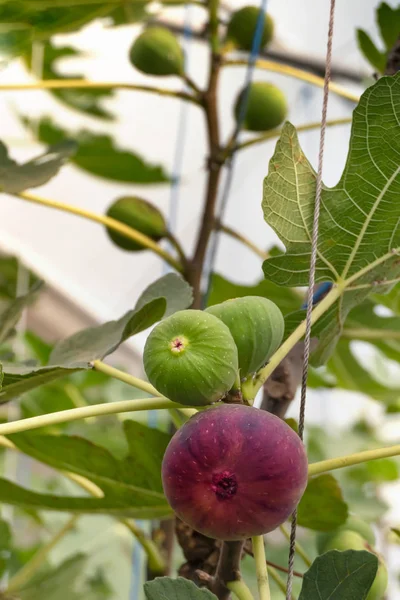 Frutas frescas de higos —  Fotos de Stock
