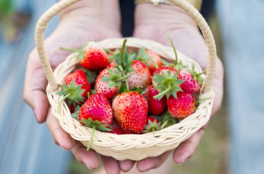 strawberries in basket