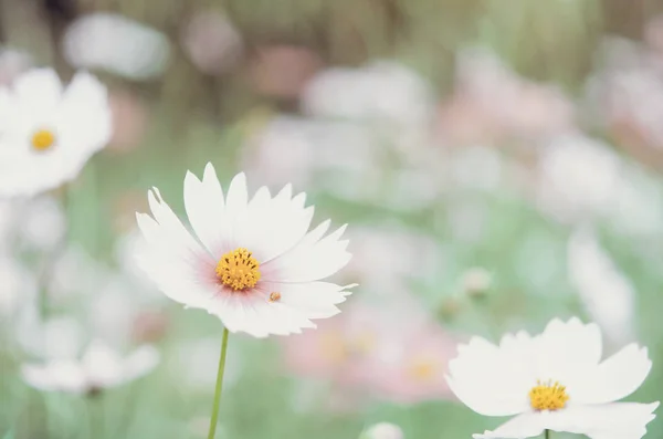 Cosmos rosa Flor — Foto de Stock