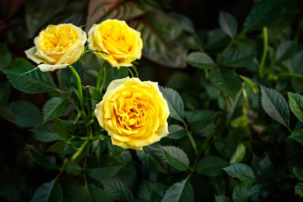 Gula rosenblommor — Stockfoto