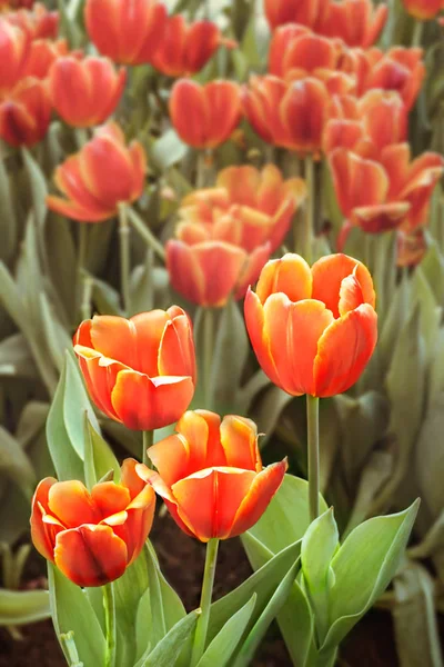 Fiore di tulipani arancioni — Foto Stock