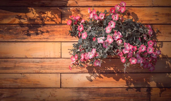 Fiore di petunia rosa — Foto Stock