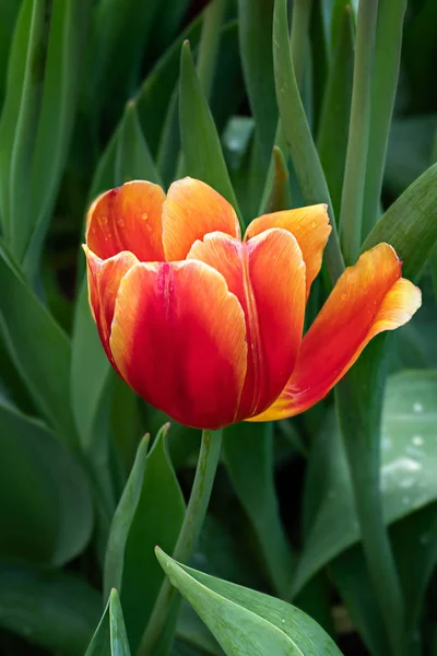 Fiore di tulipani arancioni — Foto Stock