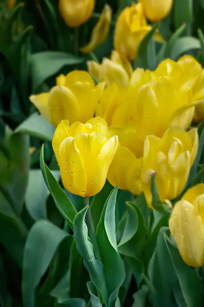 Tulipani gialli fiore — Foto Stock