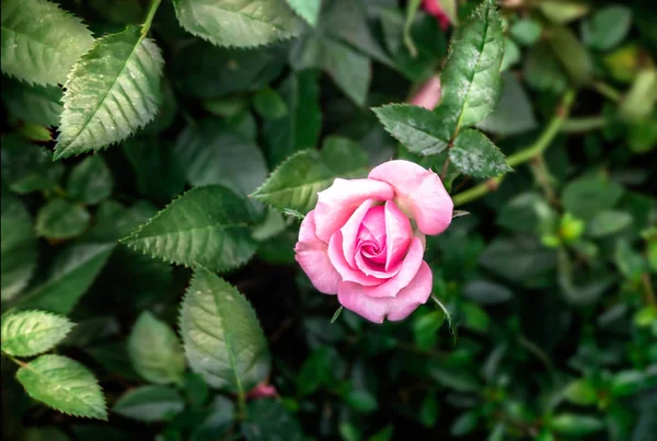 Pink rose flower — Stock Photo, Image