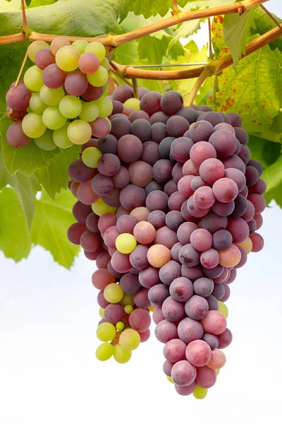 Bando de uvas frescas — Fotografia de Stock
