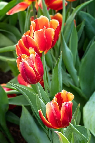 Fiore di tulipani arancioni — Foto Stock