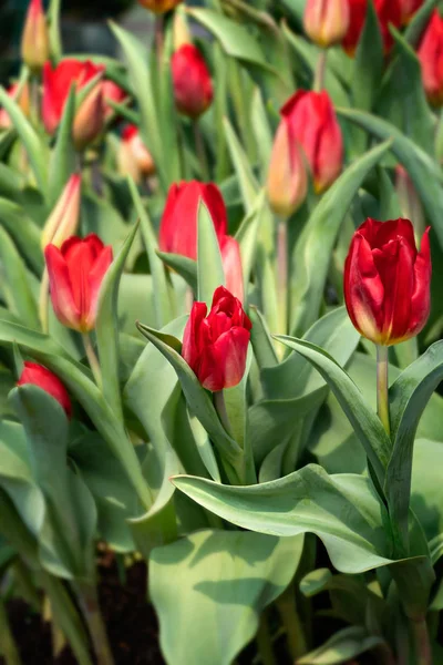 Fiori di tulipani rossi — Foto Stock