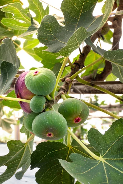 Frutas frescas de higos — Foto de Stock