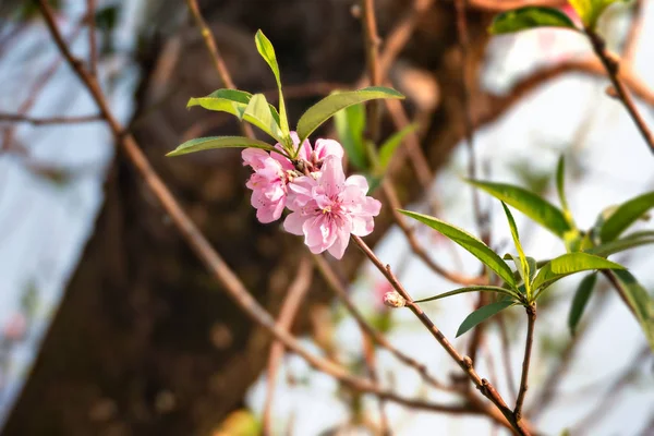 Pink chinese plum flower — Stock Photo, Image