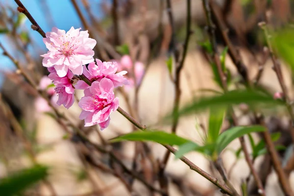 Pink chinese plum flower — Stock Photo, Image