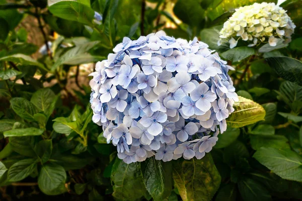 Blue hydrangea or hortensia flower — Stock Photo, Image