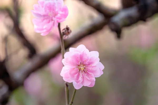 Rosa chinesische Pflaumenblüte — Stockfoto