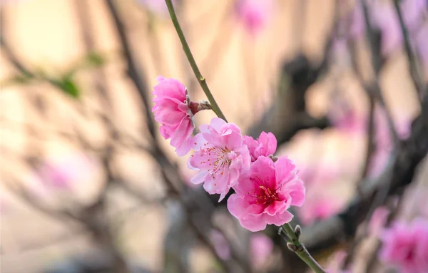 Rosa chinesische Pflaumenblüte — Stockfoto