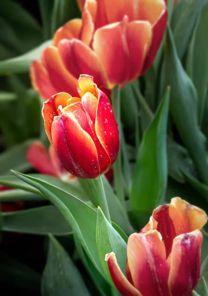 Flor de tulipas laranja — Fotografia de Stock