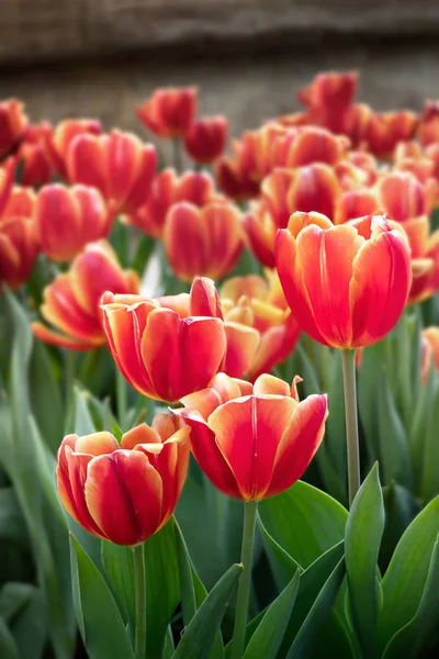 Fiore di tulipani arancioni — Foto Stock