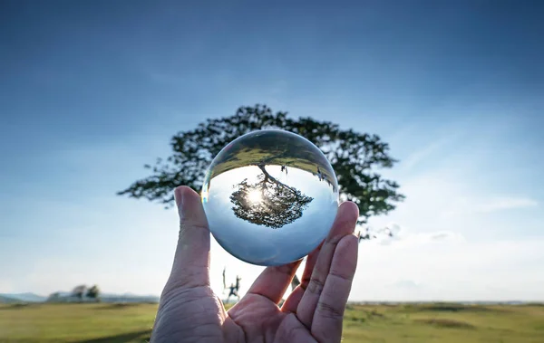 Grande albero in sfera di cristallo . — Foto Stock