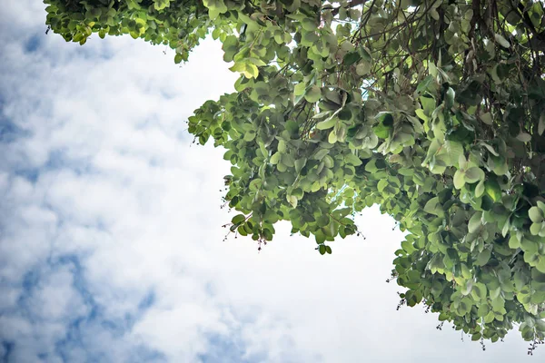 Groene bladeren en sky — Stockfoto