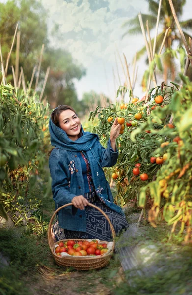 토마토를 아시아의 아름다운 정원에서 야채를 수확하는 — 스톡 사진