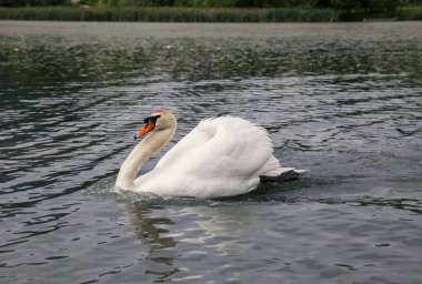Beyaz Kuğu Gölü, yakın çekim