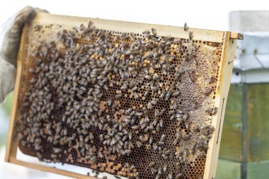 arı peteği, yakın çekim