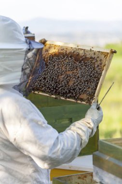 arı peteği, yakın çekim
