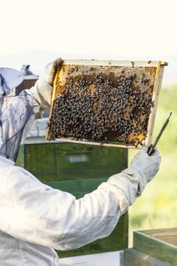arı peteği, yakın çekim