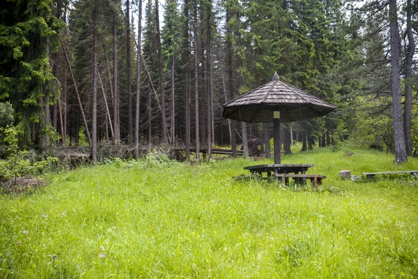 yeşil çim ormanda dinlenecek yer