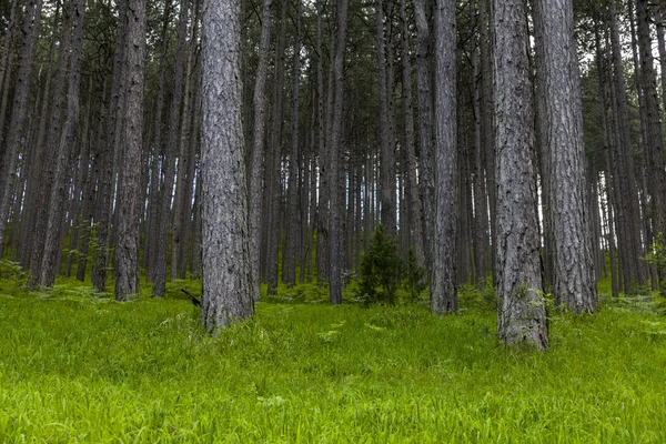 Сосновий Ліс Драматична Сцена Стокове Фото