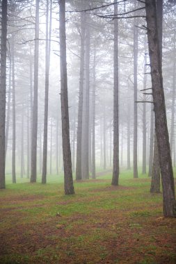 çam ormanı siste fairytale sahne