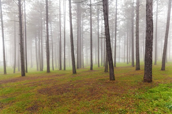 Сосновый Лес Тумане Сказочная Сцена — стоковое фото
