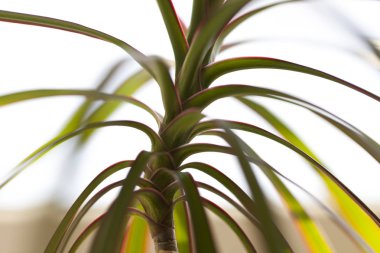 palm Tree, yakın çekim