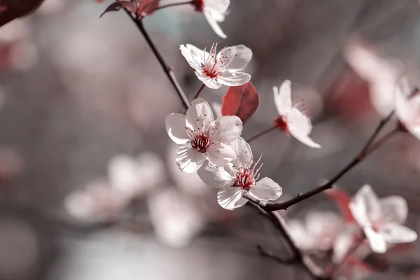 Japanische Kirschblüte — Stockfoto