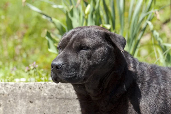 Μαύρο σκυλί πορτρέτο — Φωτογραφία Αρχείου