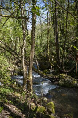 Küçük dağ deresi 