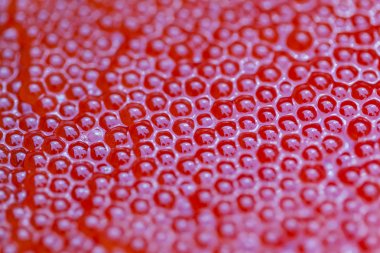 balık yumurtası yakın