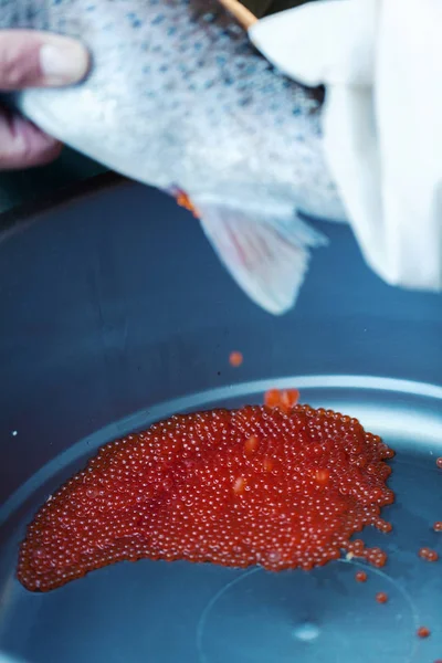 fish eggs close up