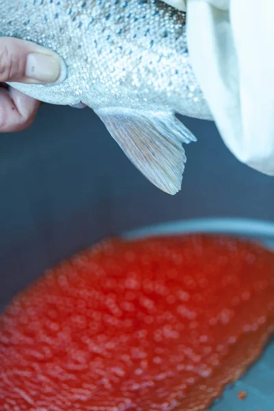 fish eggs close up