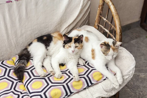 Двоє сонних котів спираються на стілець — стокове фото