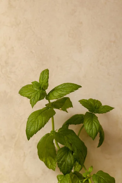 fresh mint plant