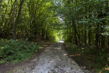  Mauntain 'deki korkutucu ormanın derinliklerinde