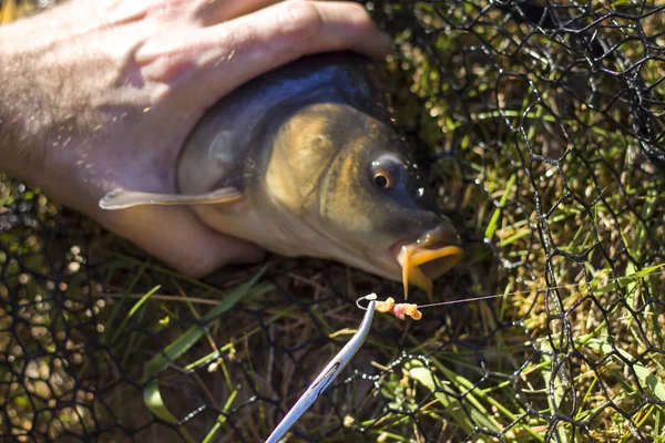 釣り人の手をデタッチ魚鯉からキャッチ — ストック写真