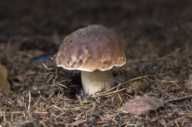 Boletus mantarı orman çöp içinde büyüyen. Arka plan Çam iğneleri ve orman çöp.