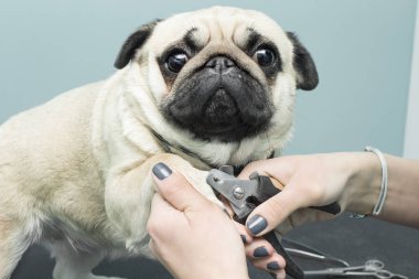 Kadın bir elektrik kesme makinesi ile Malta bir köpek hayvan bir güzellik salonunda keser..