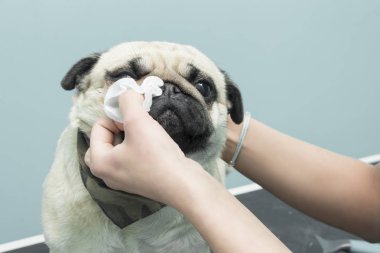 Kadın bir elektrik kesme makinesi ile Malta bir köpek hayvan bir güzellik salonunda keser..