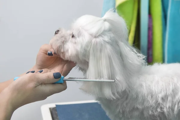 Small white dog at the hairdresser\'s. Trimming the hair on the ears of the Maltese.