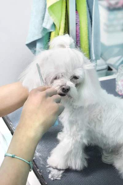 Salon Beauté Pour Animaux Les Mains Féminines Peignent Fourrure Race — Photo