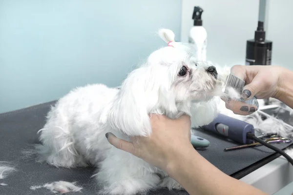 Beauty salon for animals. Feminine hands are combing the fur of the Maltese breed.