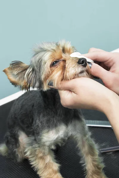 Kadın bir elektrik kesme makinesi ile Malta bir köpek hayvan bir güzellik salonunda keser..
