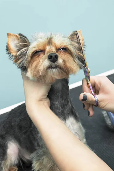 Femme Coupe Chien Maltais Avec Une Tondeuse Électrique Dans Salon — Photo